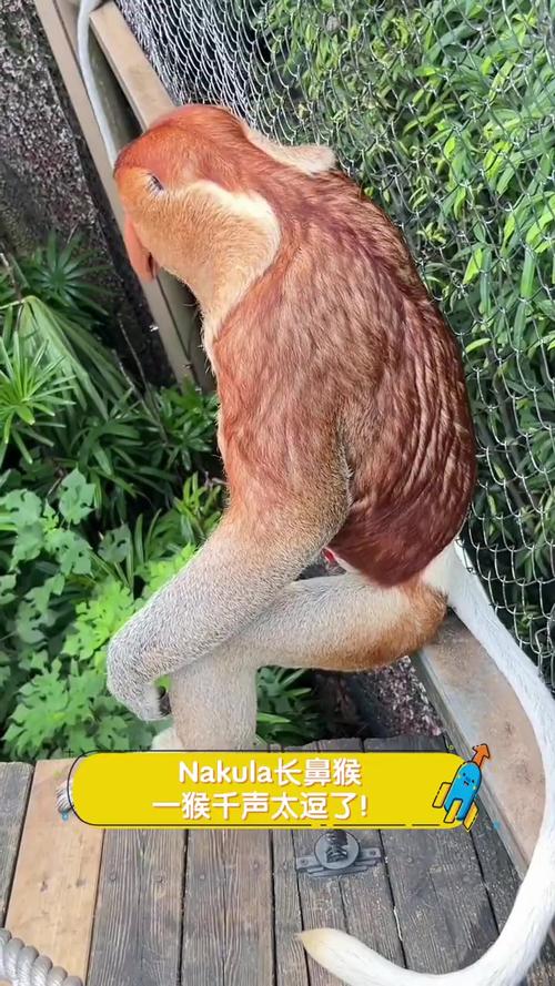 新奥最精免费大全管家婆和车钥匙逗猴被猴抢走与猴子车钥匙