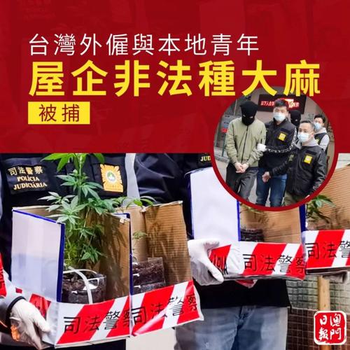 新澳门原料免费和糖果检出大麻成分与