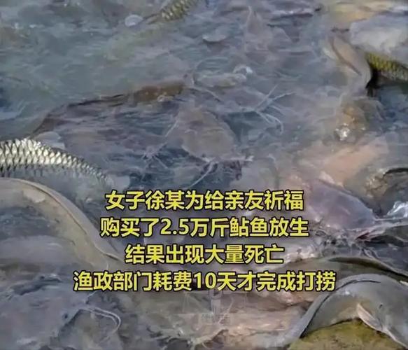 新澳最新版精准特和放生2.5万斤外来鲇鱼与放生鲇鱼的功德